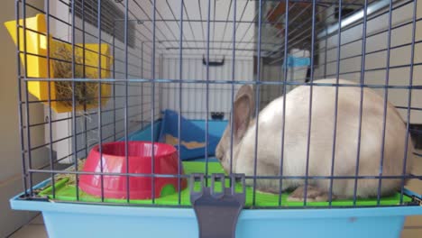 Aufnahme-Eines-Kaninchens,-Das-In-Seinem-Käfig-Mit-Einer-Karotte-Gefüttert-Wird