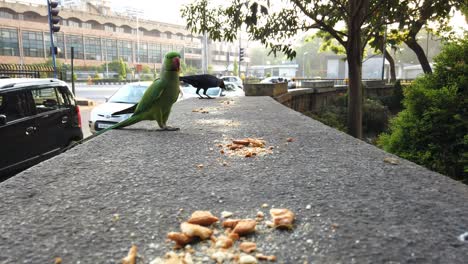 Wide-angle-closeup-video-of-a-parrot-eating-bird-food-kept-on-a-wall-during-daytime-with-a-crow-in-the-background