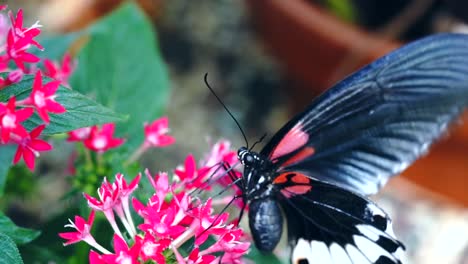 Schmetterling-Auf-Blume