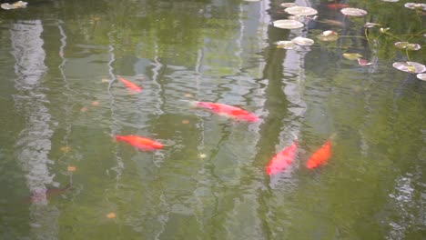 Rote-Fische-In-Einem-Brunnen