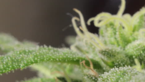 Very-close-view-of-a-marijuana-flowered-plant-apical-bud-with-leafs,-buds,-pistils,-and-milky-trichomes,-panning-right