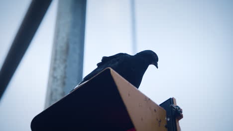 Black-pigeon-perched-on-a-streetlight-downtown