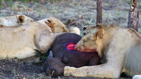 Pride-of-lions-feeding-on-a-young-African-buffalo-calf-with-the-rib-cage-of-the-prey-exposed,-Greater-Kruger-National-Park
