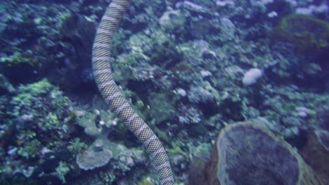 sea-snake-swimming-towards-the-camera-after-being-up-on-the-surface-to-catch-some-air