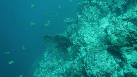 Tropische-Fische-Am-Korallenriff-Moalboal,-Philippinen