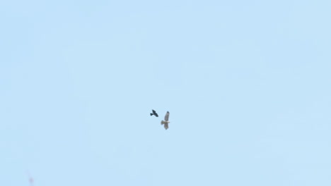 Slow-motion-wide-shot-of-a-crow-as-it-almost-grabs-a-hawk's-wing-with-its-talons-and-then-flies-off