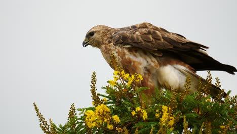 Slow-motion-Steppe-Buzzard-scratches-head-with-talon,-puffed-up-feathers,-and-preens-abdominal-feathers-perched-atop-yellow-flowering-tree