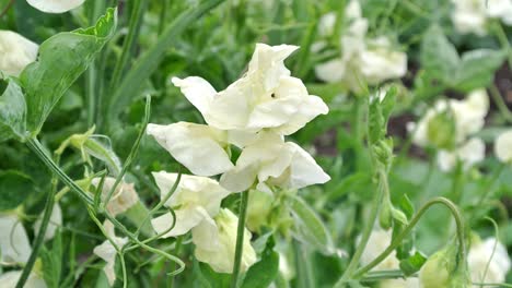 Lathyrus-odoratus-Cathy-semi-grandiflora-deep-cream-sweet-pea-set-in-an-English-garden