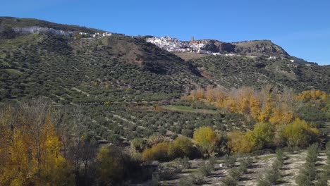 Luftaufnahme-Eines-Olivenfeldes-Mit-Einem-Fluss-Im-Herbst-Und-Einem-Kleinen-Spanischen-Dorf-Im-Hintergrund