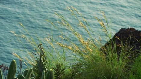 Close-up-footage-of-grass-in-a-cliff-with-the-sea-behind