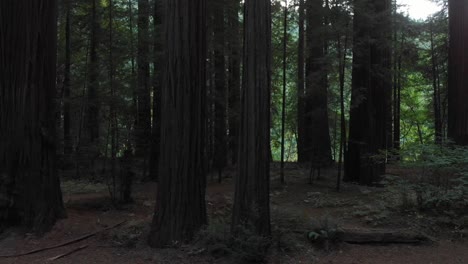 Sideways-low-aerial-in-redwood-forest