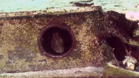 Grouper-in-porthole