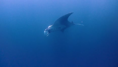 On-a-safety-stop,-divers-get-suprised-by-a-giant-manta-that-swims-by-and-say-bye-before-the-dive-is-over