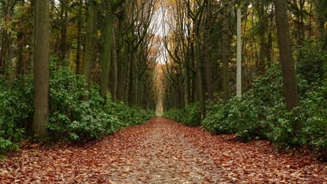 Ein-Eindruck-Der-Naturfarbszene-Im-Herbst,-Fallende-Blätter-Auf-Den-Straßen