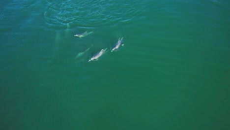 Von-Oben-Nach-Unten-Aufgenommene-Luftaufnahme-Einer-Delfingruppe,-Die-Auf-Der-Suche-Nach-Fischen-Schwimmt