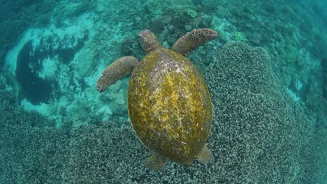 Eine-Meeresschildkröte,-Die-Lässig-über-Einem-Tropischen-Riff-Schwimmt