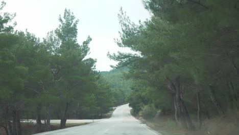 Pine-forest-road-trip-scenery