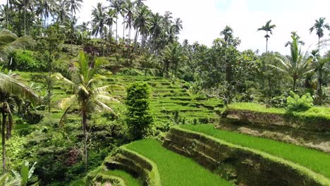 Low-drone-shot-of-a-valley-with-rice-terraces-in-Ubud-on-Bali,-Indonesia