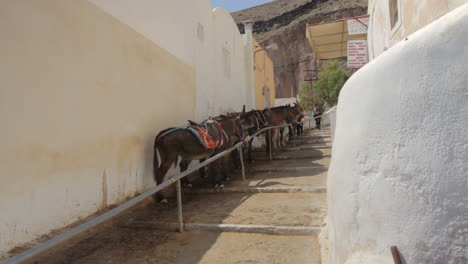 Donkeys-resting-in-the-shade-in-a-small-alley-of-a-Greek-village-in-Santorini,-Greece
