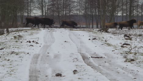 Group-of-wild-bison's-and-some-wild-horses-crossing-snow-covered-road-in-cloudy-winter-day,-wide-shot