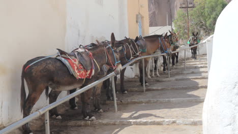 Donkeys-that-carry-tourists-rest-in-the-shade