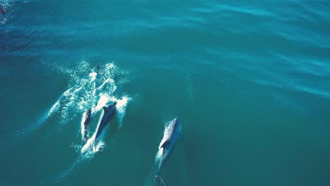 Beautiful-aerial-shot-following-dolphins-as-they-play