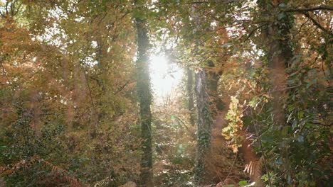 Rack-Fokus-Zwischen-Langem-Gras-Und-Der-Sonne,-Die-Durch-Die-Herbst-Herbst-Baumgrenze-Bricht