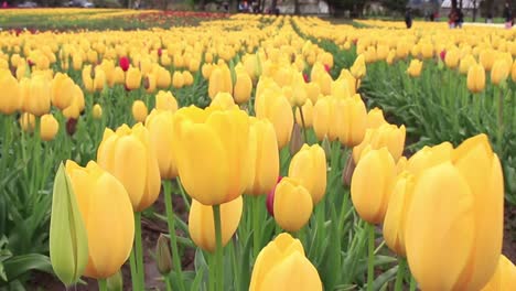 Rows-of-yellow-tulips-growing-at-a-tulip-farm