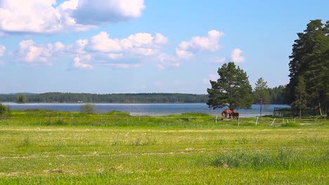 Two-horses-are-resting-under-a-tree-next-to-a-lake-on-a-hot-summer-day