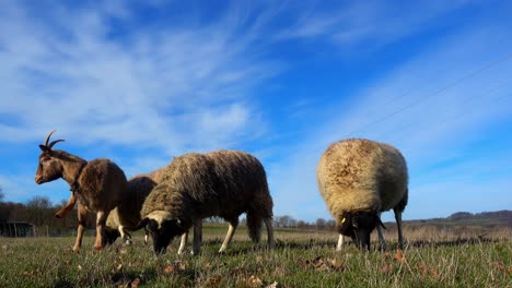 Schafe-Und-Ziegen-Auf-Einer-Wiese-Auf-Grünem-Gras