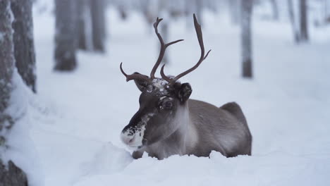 Slowmotion-of-reindeer-laying-in-snow-with-a-sad-face
