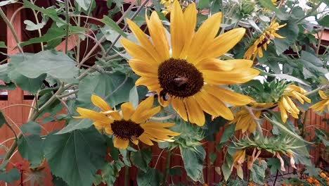 Sunflower-and-working-bees.-Close-and-far
