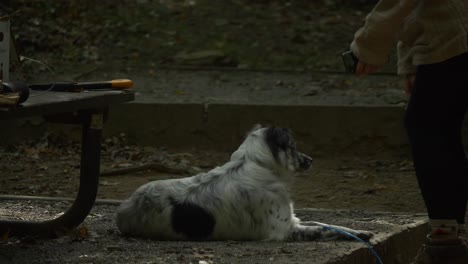 Campingmädchen-Streichelt-Pelzigen-Hund-Im-Sonnenuntergang-Auf-Dem-Waldcampingplatz