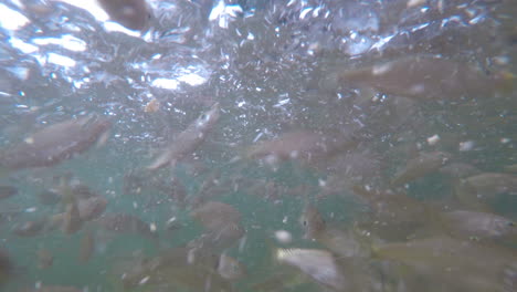 Unterwasseraufnahme-Eines-Fischschwarms,-Der-Sich-Schnell-Bewegt-GoPro-4K