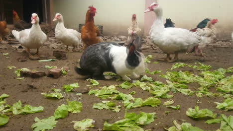 Rabbit-eating-gabbage-in-the-middle-a-group-of-chickens