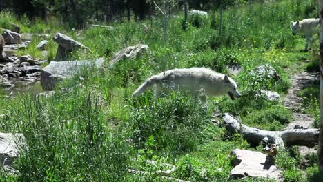 Zwei-Weiße-Wölfe-Wandern-In-Der-Natur