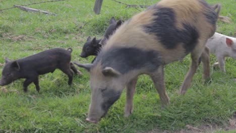Bauernhofschweine-Kommen-Auf-Einem-Feld-Herum