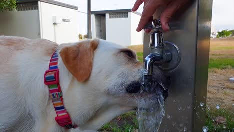 A-thirsty-white-dog-having-drink-from-a-water-tap