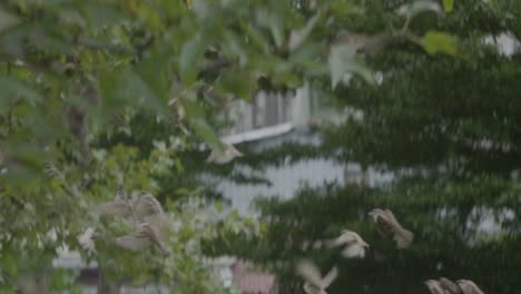 Slow-motion-of-sparrows-flying-from-the-parc