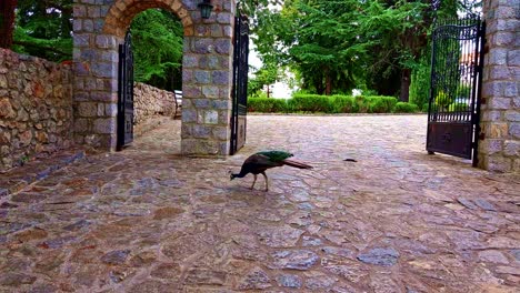 Colorful-peacock-majestatically-walking-around-stone-Monastery-of-Saint-Naum-of-Ohrid-in-Macedonia