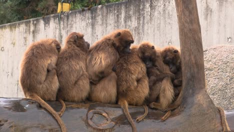 Gruppen-Von-Affen,-Die-Sich-Im-Zoo-Gegenseitig-Vom-Regen-Aufwärmen