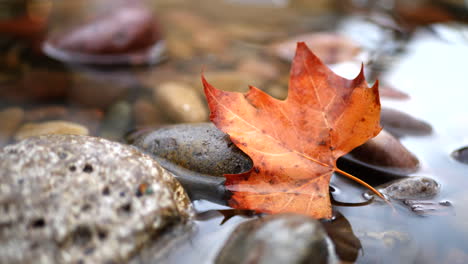 Nahaufnahme-Eines-Goldenen,-Herbstlich-Gefärbten-Blattes-In-Einem-Waldfluss,-Während-Regentropfen-Während-Der-Herbstsaison-Im-Wasser-Planschen-Und-Wellen-Bilden