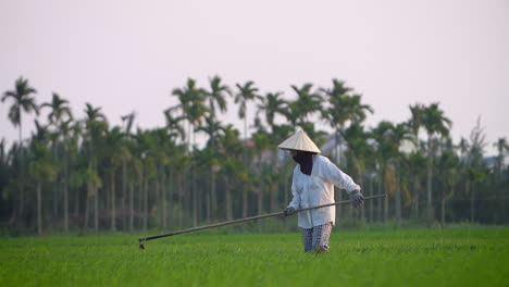 Un-Trabajador-Agrícola-Tradicional-Cosecha---Trasplanta-Plántulas-De-Arroz-En-Un-Prado-Orgánico-En-Vietnam