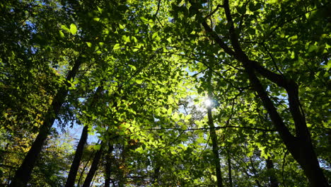 Zeitrafferbewegung-Von-Waldbäumen-Mit-Optischem-Flusseffekt