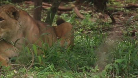Un-León-Durmiendo-En-El-Paseo-Safari-De-Nairobi-En-El-Parque-Nacional-De-Nairobi