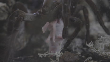 Close-up-of-a-tarantula-eating-a-mouse-and-crawling-in-slow-motion