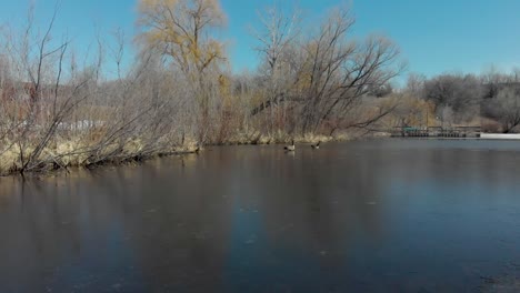 Aerial-Drone-video-from-Lake-Susan-in-Chanhassen-Minnesota-flying-up-to-two-geese-enjoying-the-fresh-spring-water