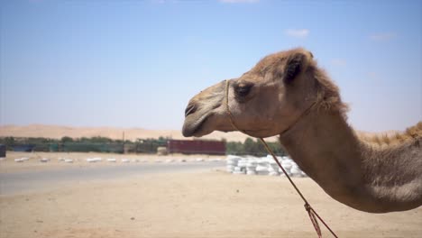 Perfil-Lento-De-Un-Camello-Africano-Mirando-Hacia-El-Cielo-Azul,-Con-Moscas-Alrededor-De-La-Cabeza