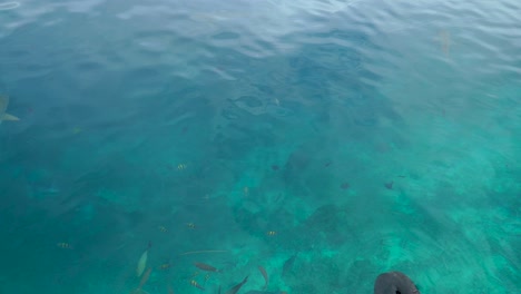 Viele-Riffhaie-Schwimmen-Im-Kristallklaren-Wasser-In-Der-Nähe-Eines-Stegs