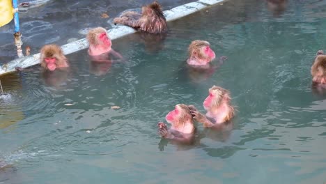 Monkey-Onsen,-video-took-in-Hakodate---Feb-2019-wide-shot-of-a-group-of-monkey-having-a-good-time-in-the-Hot-spring
